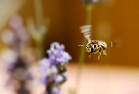 Flying bee looking in camera Foto stock