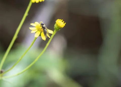 Flying bee in a meadow Stock Photos