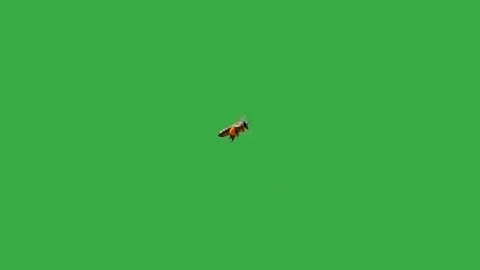 Bee Green Screen Stock Video Footage | Royalty Free Bee Green Screen ...