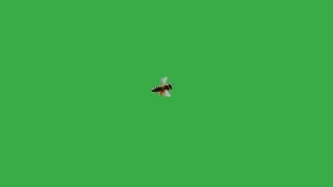 Flying bee with nectar on its paws on a green screen. slow motion Stock-Footage 263971139