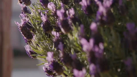 Flying Bee In Open Lavender Flowers with Highlights Stock Footage