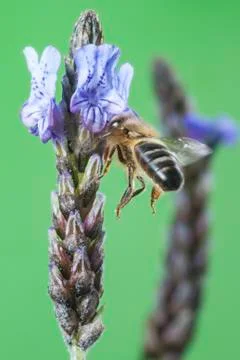 Flying Bee Stock Photos