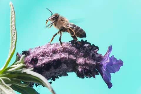 Flying bee Stock Photos