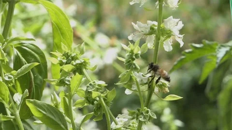 FLYING BEE POLLEN SLOW MOTION Stockbeeldmateriaal 206835773