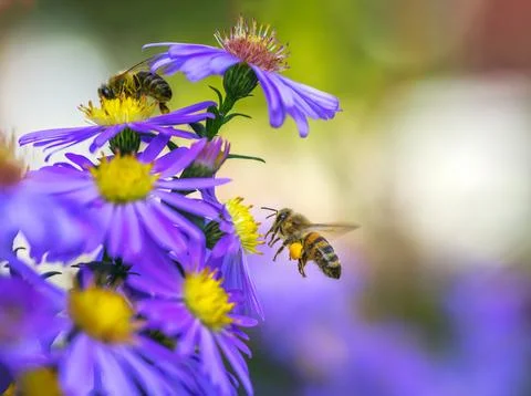 Flying bee pollinating on an aster flower Stock Photos