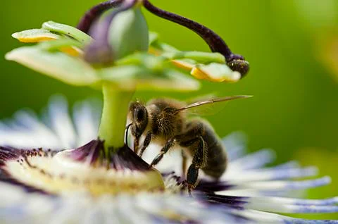 Flying bee that is pollinating a coloredflower in summer Stock Photos