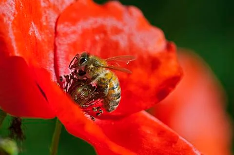 Flying bee that is pollinating a coloredflower in summer Stock Photos