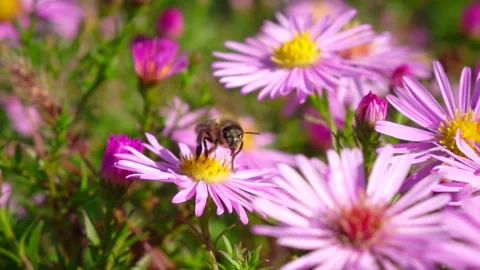 Flying bee pollinating pink flower. Slow motion. Stock Footage 251572640