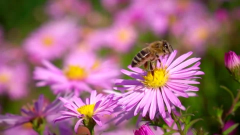Flying bee pollinating pink flower. Slow motion. 스톡 동영상 251572703