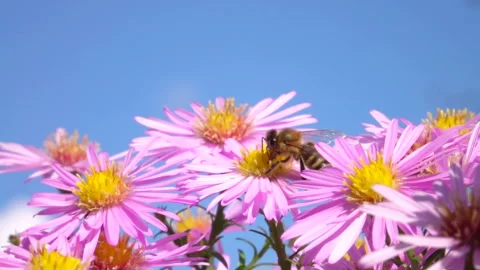 Flying bee pollinating pink flower. Slow motion. Stock Footage 251572785