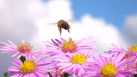 Flying bee pollinating pink flower. Slow motion. 스톡 동영상 251573206