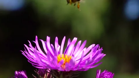 Flying bee pollinating purple flower. Slow motion. Stock Footage 251572176