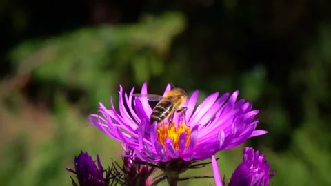 Flying bee pollinating purple flower. Slow motion. Stock Footage 251572200