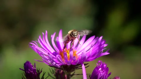 Flying bee pollinating purple flower. Slow motion. Stock Footage 251572478
