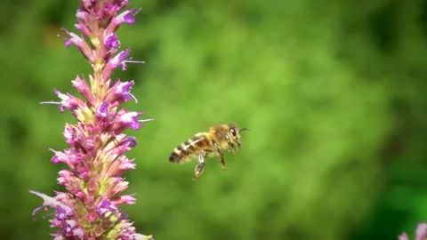 Flying bee pollinating purple flower. Slow motion. Stock Footage 251573308