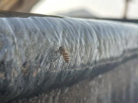 Flying bee by the pool Stock Photos