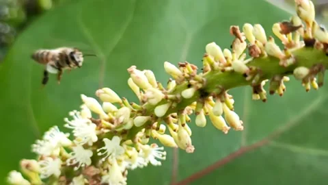 Flying Bee Slow Motion 스톡 동영상 151175822