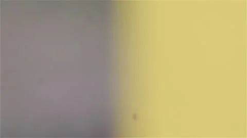 A flying bee super close-up. A flying bee macro shot. A flying bee in slow Stock Footage 133496801