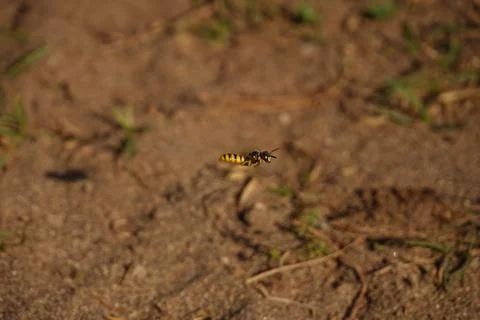 Flying Bee Wolf Stock Photos