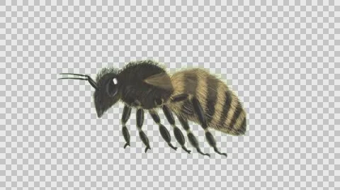 Flying Bee wtih Alpha channel Stock Footage