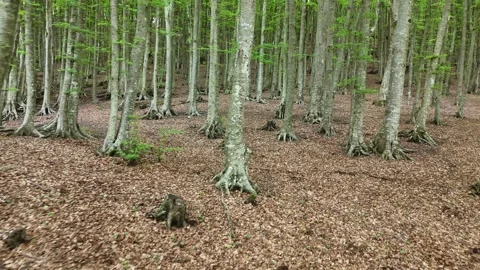 Flying in the beech forest 001 Stock Footage 309885964