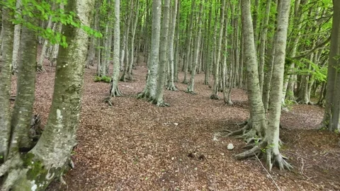 Flying in the beech forest 002 Stock Footage 309885961