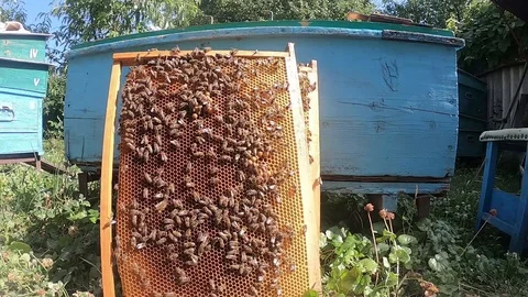 Flying bees and bee frames Stock Footage 118366668