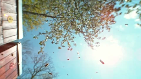 Flying Bees Into Beehive, Low Depth of Focus. Stock Footage 240914018