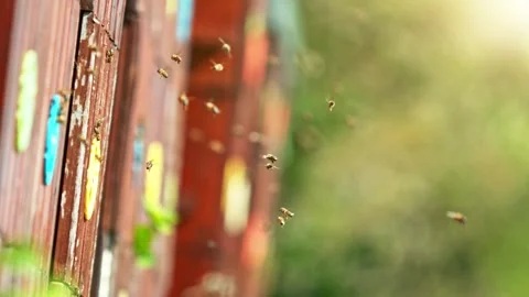Flying Bees Into Beehive, Low Depth of Focus. Stock Footage 240915939