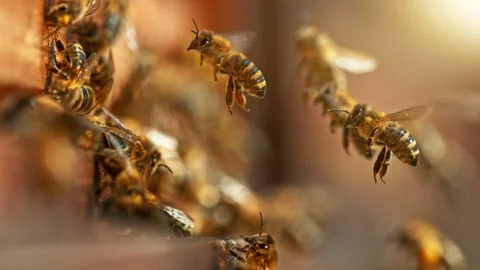 Flying Bees Into Beehive, Low Depth of Focus. Stock Footage 244396487