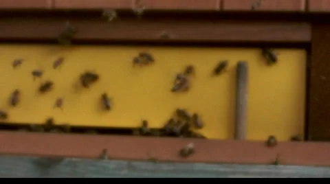Flying bees Stock Footage 37669034
