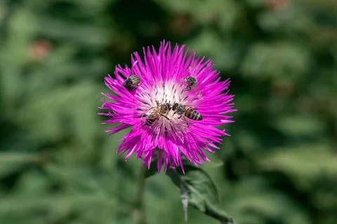 Flying bees over red aster flower closeup outdoors. Stock Photos