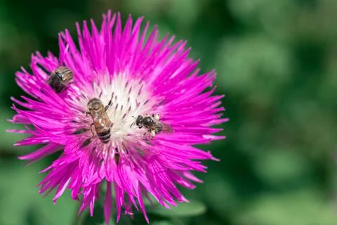 Flying bees over red aster flower closeup outdoors. Stock Photos