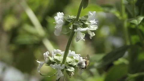 FLYING BEES WITH POLLEN SLO MO Stockbeeldmateriaal 206836335
