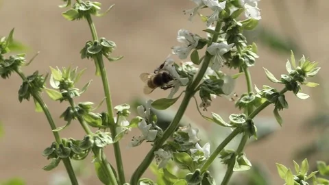 FLYING BEES WITH POLLEN SLO MOTION Stockbeeldmateriaal 206836373