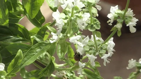 FLYING BEES WITH POLLEN SLOW MOTION Stock Footage 206836367