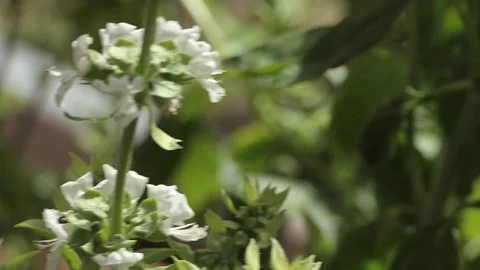 FLYING BEES SLOW MOTION POLLEN Stockbeeldmateriaal 206836206