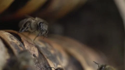 Flying Bees - Slow Motion - Without Colorgrading Vídeo Stock 135404830