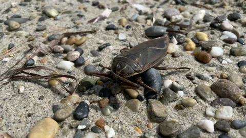 Flying beetle Video stock 162636665