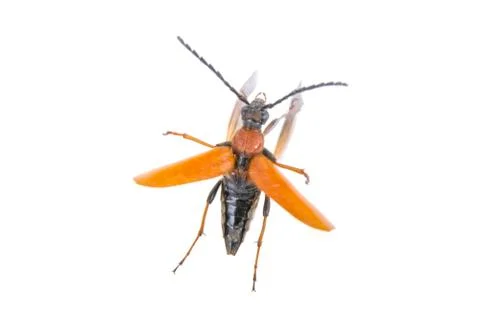 Flying beetle isolated on a white background 스톡 사진