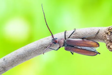 Flying beetle Stock Photos