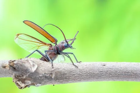 Flying beetle Stock Photos