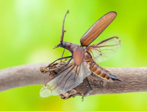 Flying beetle Stock Photos