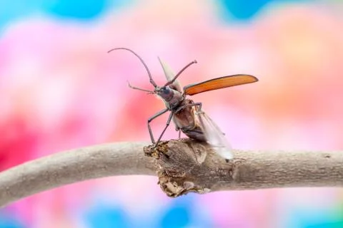 Flying beetle Stock Photos