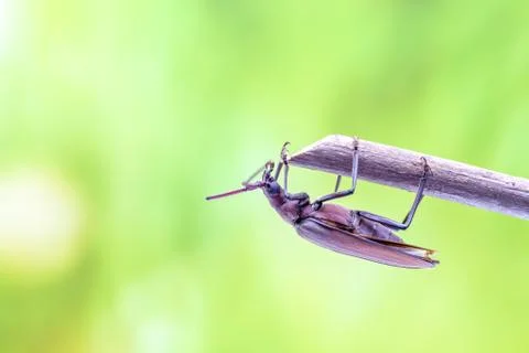 Flying beetle Stock Photos