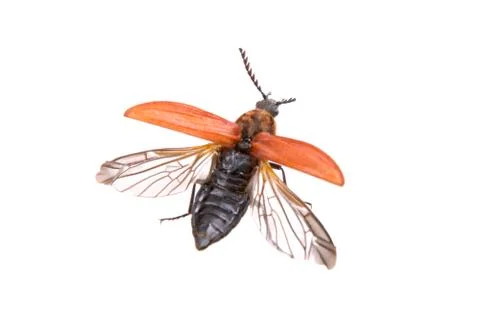 Flying beetle on a white background Foto stock