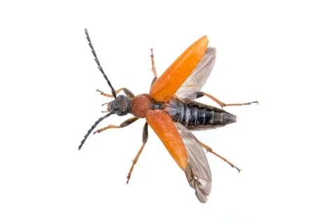 Flying beetle on a white background Stock Photos