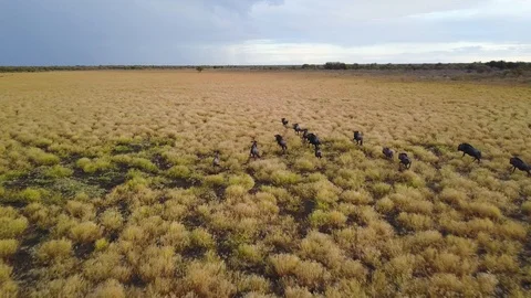 Flying behind a herd of running wildebeest in Botswana, AERIAL TRACKING Stock Footage 95754292