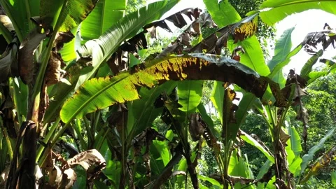 Flying below the large green and brown leaves of banana trees in a banana Stock Footage 142757541