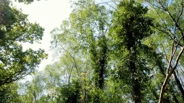Flying below the trees in killarney national park, Ireland Stock Footage 86102544